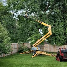Best Root Management and Removal  in Annetta, TX