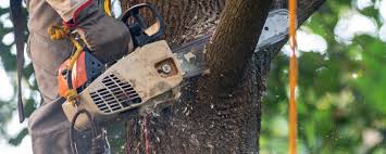 Best Lawn Irrigation Installation and Maintenance  in Annetta, TX