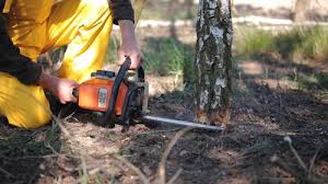 How Our Tree Care Process Works  in  Annetta, TX