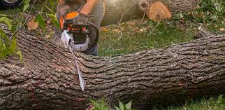 Best Emergency Tree Removal  in Annetta, TX