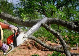 Best Pest Control for Lawns  in Annetta, TX