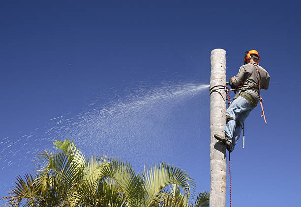 Best Lawn Fertilization  in Annetta, TX