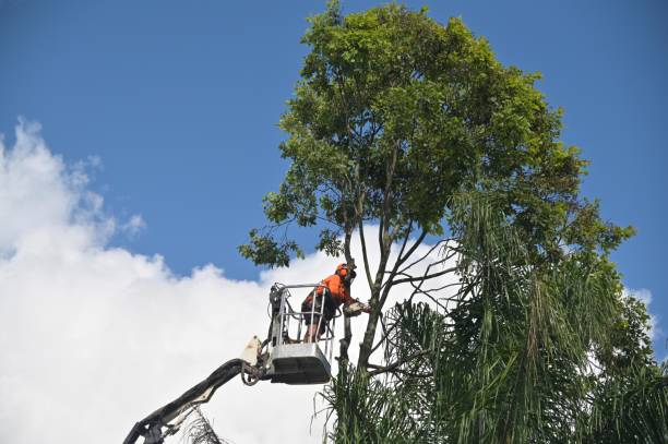 Best Lawn Renovation and Restoration  in Annetta, TX