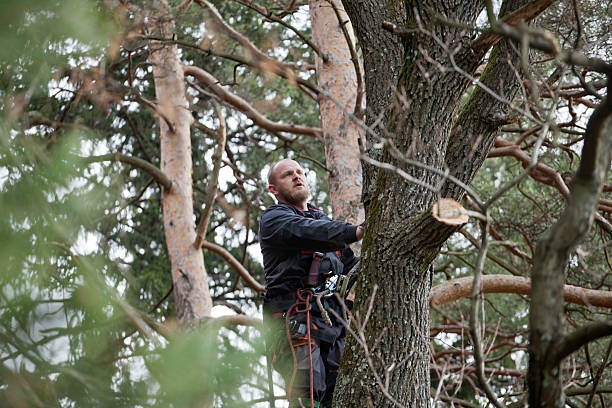 Reliable Annetta, TX Tree Care Solutions